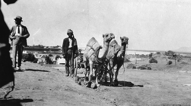 Port Augusta, South Australia: A view of an Afghan with a wagon which is pulled by two camels in Port Augusta, circa 1930. Photo credit: Library of South Australia