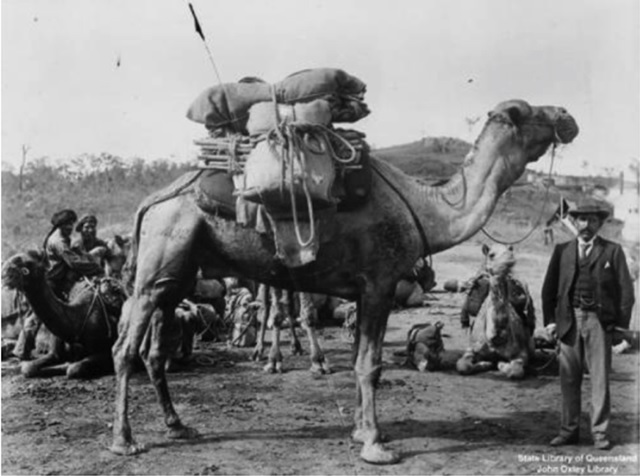 “The man in the suit and hat, holding the camel, is Abdul Wade who was a very influential camel merchant in New South Wales and Queensland in the late 1800s and early 1900s.” Photo and caption credit: State Library of Queensland.